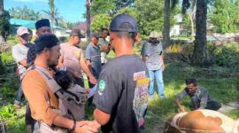 PTPN IV Regional VI Unit Kebun Baru menyembelih 8 hewan kurban pada Iduladha 2026 dan membagikan daging kepada karyawan serta warga.