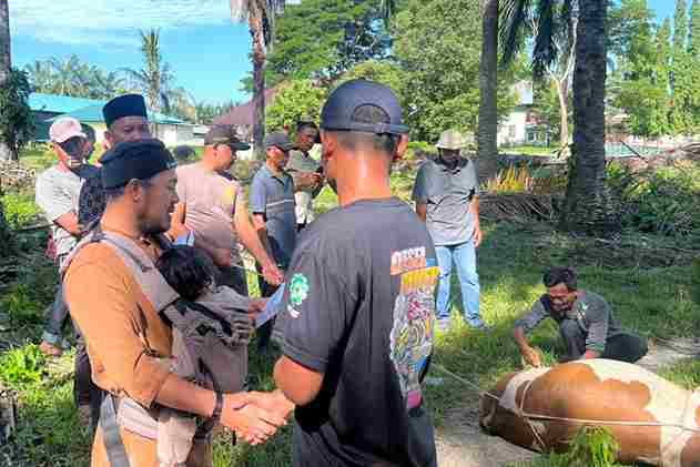 PTPN IV Regional VI Unit Kebun Baru menyembelih 8 hewan kurban pada Iduladha 2026 dan membagikan daging kepada karyawan serta warga.