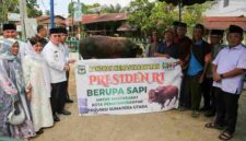 Wali Kota Pematangsiantar Wesly Silalahi menyerahkan sapi kurban bantuan Presiden Prabowo Subianto seberat 906 kilogram ke Masjid Amaliyah.