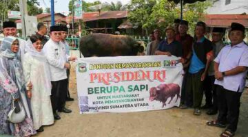 Wali Kota Pematangsiantar Wesly Silalahi menyerahkan sapi kurban bantuan Presiden Prabowo Subianto seberat 906 kilogram ke Masjid Amaliyah.
