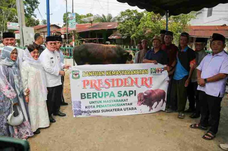 Wali Kota Pematangsiantar Wesly Silalahi menyerahkan sapi kurban bantuan Presiden Prabowo Subianto seberat 906 kilogram ke Masjid Amaliyah.