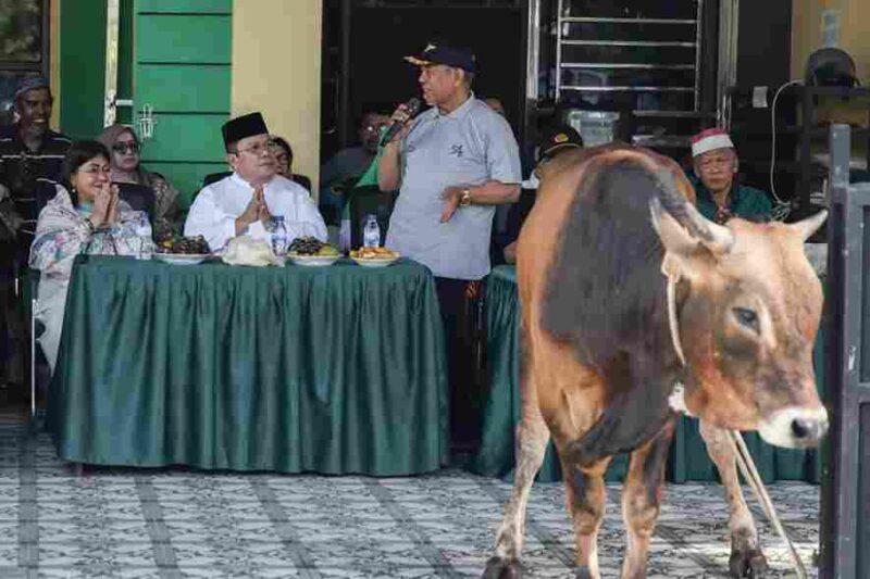Wali Kota Pematangsiantar Wesly Silalahi menyerahkan sapi kurban kepada DP MUI Pematangsiantar pada momentum Iduladha 1447 Hijriah.