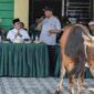 Wali Kota Pematangsiantar Wesly Silalahi menyerahkan sapi kurban kepada DP MUI Pematangsiantar pada momentum Iduladha 1447 Hijriah.
