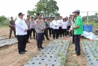 Bupati Samosir dan Kapolda Sumut meninjau lahan bawang putih di Simanindo.
