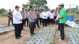Bupati Samosir dan Kapolda Sumut meninjau lahan bawang putih di Simanindo.