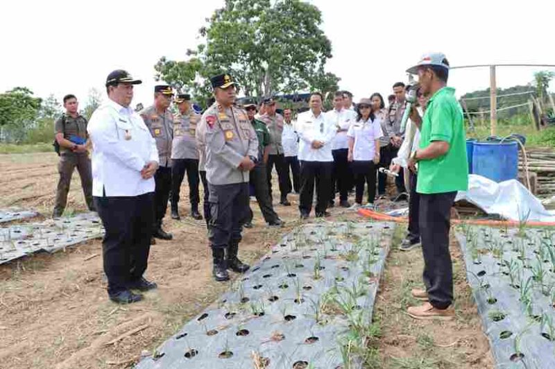 Bupati Samosir dan Kapolda Sumut meninjau lahan bawang putih di Simanindo.