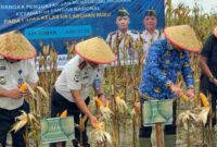 Wakil Bupati Asahan menghadiri Panen Raya Jagung di Lapas Minimum Security Asahan sebagai dukungan terhadap ketahanan pangan nasional dan pembinaan warga binaan.
