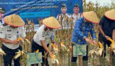 Wakil Bupati Asahan menghadiri Panen Raya Jagung di Lapas Minimum Security Asahan sebagai dukungan terhadap ketahanan pangan nasional dan pembinaan warga binaan.