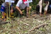 Penanaman Bibit Sagu.