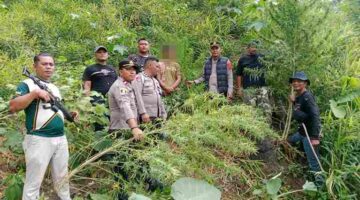 Berawal dari Informasi Warga, Polisi Amankan 11 Batang Tanaman Diduga Ganja di Langkat
