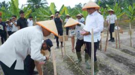 Wakil Bupati Asahan mendukung program penanaman jagung Lapas Kelas IIA Labuhan Ruku.