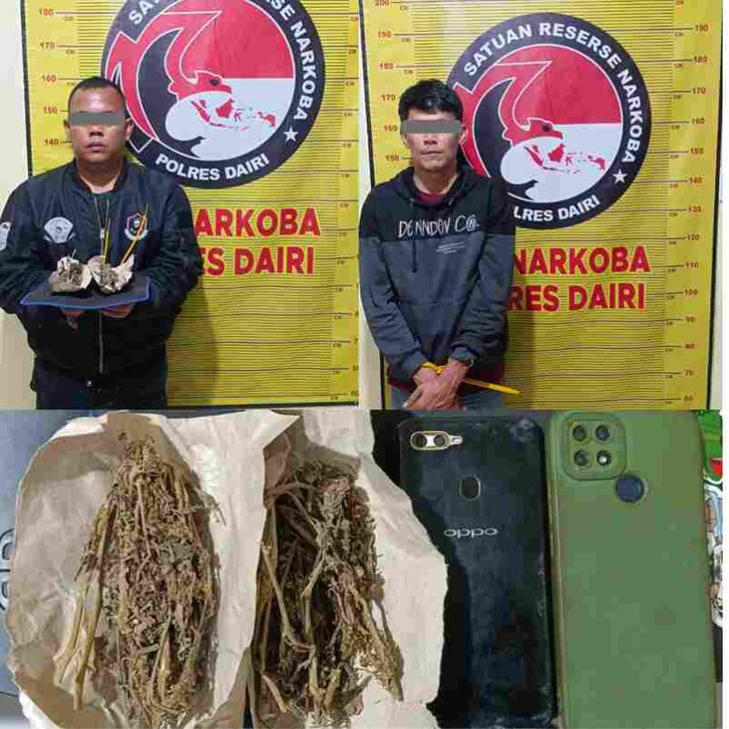 Polres Dairi mengamankan dua pria terkait dugaan peredaran ganja di Bintang Mersada. Polisi menyita ganja dengan total berat 18,05 gram.