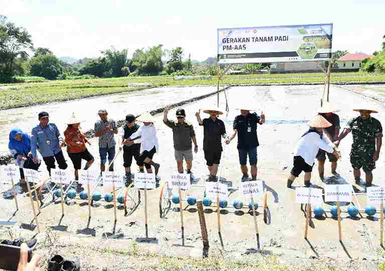 Gerakan Tanam Padi PM-AAS dilaksanakan di Desa Sinaga Uruk Pandiangan, Kecamatan Nainggolan, Jumat (21/8/2026).