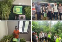Polres Karo mengungkap kasus ganja setelah menangani laka lantas. Polisi menyita sekitar 4,5 kilogram ganja dari dua lokasi di Tigapanah.