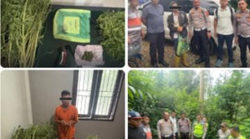Polres Karo mengungkap kasus ganja setelah menangani laka lantas. Polisi menyita sekitar 4,5 kilogram ganja dari dua lokasi di Tigapanah.