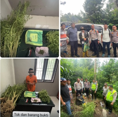 Polres Karo mengungkap kasus ganja setelah menangani laka lantas. Polisi menyita sekitar 4,5 kilogram ganja dari dua lokasi di Tigapanah.