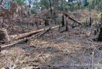 Kawasan perladangan masyarakat Dusun Bahowan, Nagori Dolok Marawa, Kecamatan Silou Kahean, Kabupaten Simalungun, Senin (31/8/2026) sekitar pukul 11.00 WIB.
