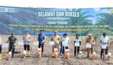 Bupati Asahan Taufik Zainal Abidin, S.Sos., M.Si., melakukan penanaman perdana bibit kelapa sawit melalui Program Peremajaan Sawit Rakyat (PSR) pola kemitraan sekaligus intercropping padi gogo di Desa Gotting Sodadi, Kecamatan Bandar Pasir Mandoge, Kabupaten Asahan, Senin (31/8/2026) sekitar pukul 09.00 WIB.