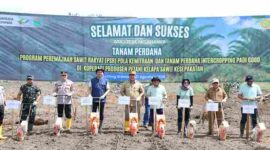 Bupati Asahan Taufik Zainal Abidin, S.Sos., M.Si., melakukan penanaman perdana bibit kelapa sawit melalui Program Peremajaan Sawit Rakyat (PSR) pola kemitraan sekaligus intercropping padi gogo di Desa Gotting Sodadi, Kecamatan Bandar Pasir Mandoge, Kabupaten Asahan, Senin (31/8/2026) sekitar pukul 09.00 WIB.