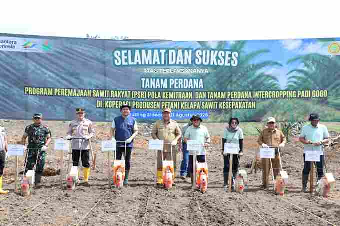 Bupati Asahan Taufik Zainal Abidin, S.Sos., M.Si., melakukan penanaman perdana bibit kelapa sawit melalui Program Peremajaan Sawit Rakyat (PSR) pola kemitraan sekaligus intercropping padi gogo di Desa Gotting Sodadi, Kecamatan Bandar Pasir Mandoge, Kabupaten Asahan, Senin (31/8/2026) sekitar pukul 09.00 WIB.
