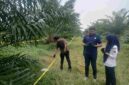 Seorang perempuan berusia 59 tahun ditemukan di kawasan perkebunan PTPN IV Simalungun
