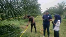 Seorang perempuan berusia 59 tahun ditemukan di kawasan perkebunan PTPN IV Simalungun
