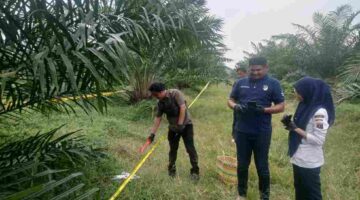 Seorang perempuan berusia 59 tahun ditemukan di kawasan perkebunan PTPN IV Simalungun
