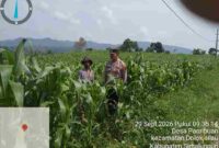 Polsek Dolok Silau mengecek tanaman jagung warga di Nagori Panribuan, Simalungun.