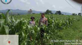 Polsek Dolok Silau mengecek tanaman jagung warga di Nagori Panribuan, Simalungun.