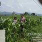 Polsek Dolok Silau mengecek tanaman jagung warga di Nagori Panribuan, Simalungun.
