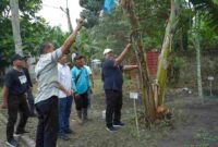 Bupati Asahan Taufik Zainal Abidin panen perdana Pisang Kepok Abu hasil seleksi PT Hijau Surya yang diusulkan menjadi varietas asal Asahan.