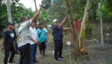 Bupati Asahan Taufik Zainal Abidin panen perdana Pisang Kepok Abu hasil seleksi PT Hijau Surya yang diusulkan menjadi varietas asal Asahan.