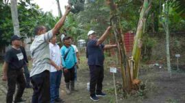 Bupati Asahan Taufik Zainal Abidin panen perdana Pisang Kepok Abu hasil seleksi PT Hijau Surya yang diusulkan menjadi varietas asal Asahan.
