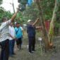 Bupati Asahan Taufik Zainal Abidin panen perdana Pisang Kepok Abu hasil seleksi PT Hijau Surya yang diusulkan menjadi varietas asal Asahan.
