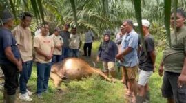 Lima ekor lembu milik warga ditemukan mati di Perkebunan Dolok Ilir.