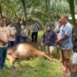 Lima ekor lembu milik warga ditemukan mati di Perkebunan Dolok Ilir.