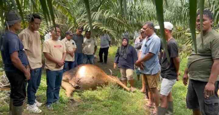 Lima ekor lembu milik warga ditemukan mati di Perkebunan Dolok Ilir.